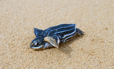 Just born baby leatherback turtles crawled to the surf