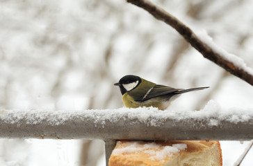 Naklejka premium Titmouse near the bread that is in the snow