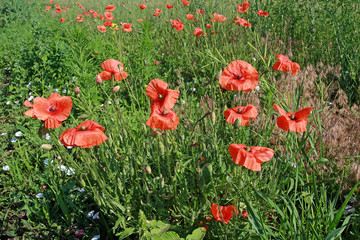 Poppy field. Meadow overgrown with wild red poppy. Fields of pop