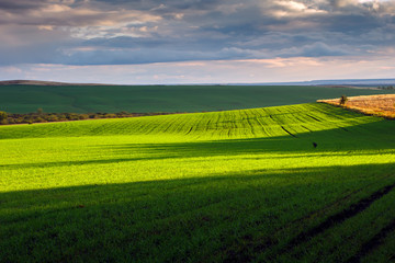 Beautiful nature landscape green field on a sunset