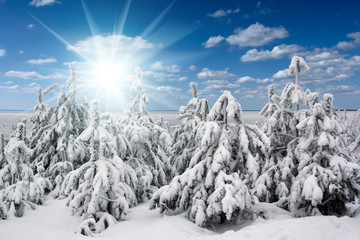 Beautiful winter nature landscape, trees covered snow