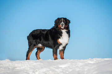 Bernese mountain dog standing on the hill in winter