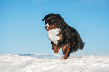 Bernese mountain dog running in winter