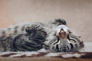 cat lying on soft bed and looking
