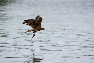 Milvus migrans. Brown black kite hold fish after hunt