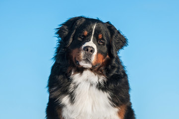 Fototapeta premium Portrait of bernese mountain dog 