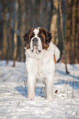 Saint bernard dog in winter