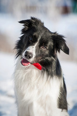 Portrait of a border collie with a tie