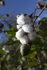 open cotton boll and closed one with leaves on the branch