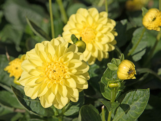 Dahlien