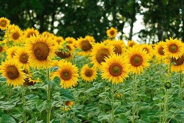 Sunflower in the summer field