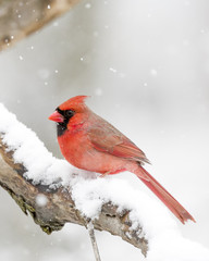 Male Cardinal perched on branch in the Snow