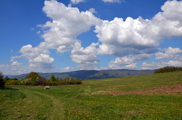 Obraz premium Spring meadow