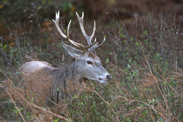 Red Deer Stag (Cervus Elaphus)/Red Deer Stag in long grass at the edge of forest