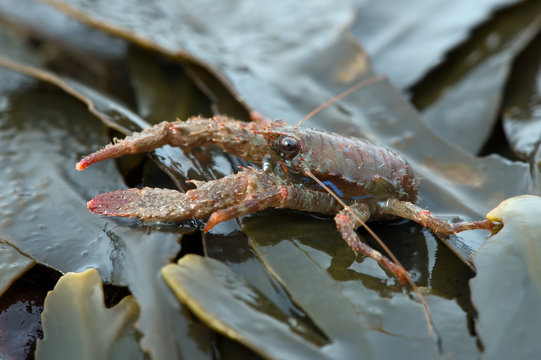 Spiny Squat Lobster (Galathea Strigosa)/Spiny Squat Lobster on seaweed