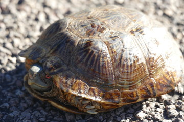 Wild Desert Tortoise Hiding in Shell