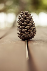 pine cone on a wooden table.