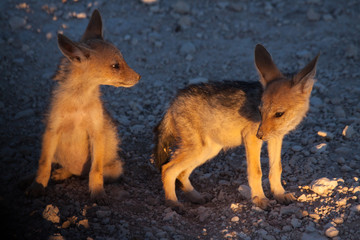 Young Jackal Cubs in Twilight, Etosha National Park, Namibia