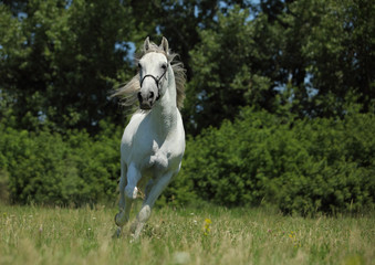 Race horse at farm in summer