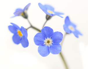 Forget-me-not Victoria Blue Flower Isolated on White