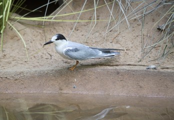 Forster's terns