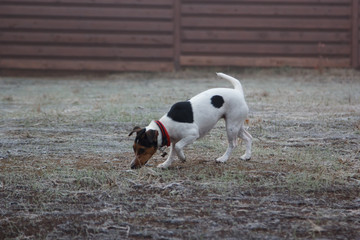 jack russell terrier walking on frozen lawn