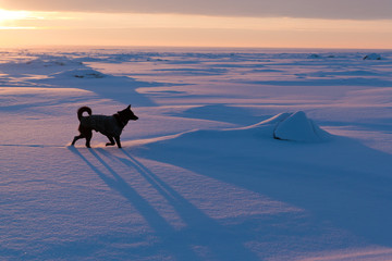 Dog running on  frozen sea at sunset