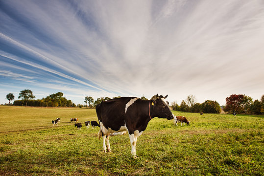Herd of cows at a field in the summer. Photo taken in norhern Poland, Masurian district.