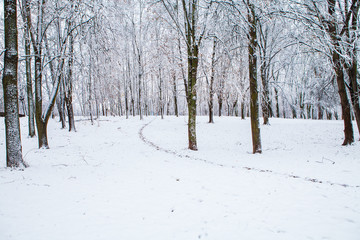 forest trees nature snow wood backgrounds