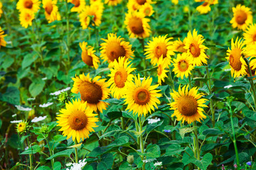 Sunflower field and blue sky