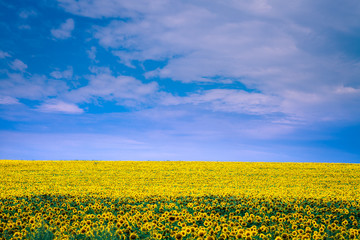 Obraz premium Sunflower field and blue sky
