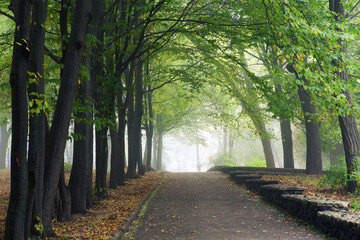 beautiful avenue in to the park