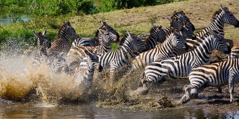 Group of zebras running across the water. Kenya. Tanzania. National Park. Serengeti. Maasai Mara. An excellent illustration.