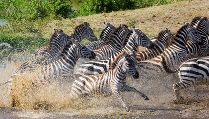 Group of zebras running across the water. Kenya. Tanzania. National Park. Serengeti. Maasai Mara. An excellent illustration. © gudkovandrey