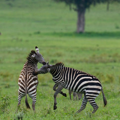 Fototapeta na wymiar Two zebras playing with each other. Kenya. Tanzania. National Park. Serengeti. Maasai Mara. An excellent illustration.