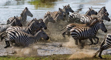 Fototapeta na wymiar Group of zebras running across the water. Kenya. Tanzania. National Park. Serengeti. Maasai Mara. An excellent illustration.