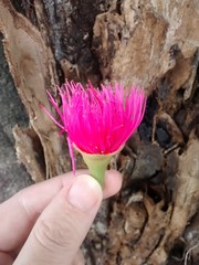 Flor de jambo