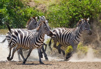 Obraz na płótnie Canvas Group of zebras running across the water. Kenya. Tanzania. National Park. Serengeti. Maasai Mara. An excellent illustration.