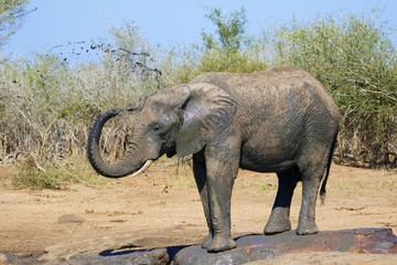 elephant shower at kruger