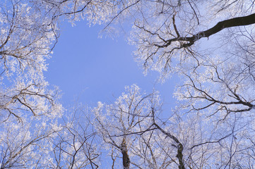 Tops of trees covered with frost on a sunny winter morning