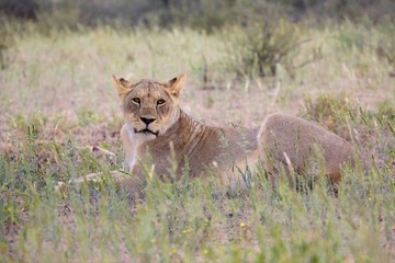 young lioness at kgalagadi