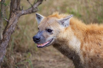 hyena kruger national park