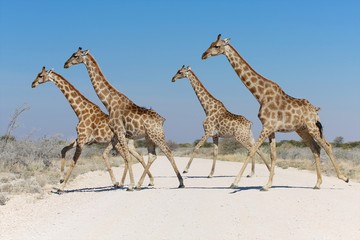 Obraz na płótnie Canvas Giraffes crossing road in etosha national park namibia