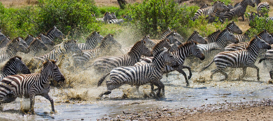 Group of zebras running across the water. Kenya. Tanzania. National Park. Serengeti. Maasai Mara....