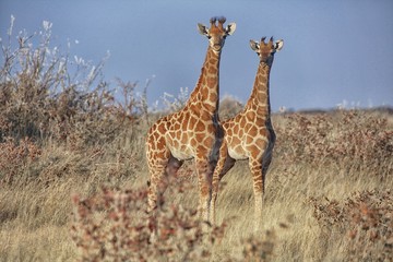 young girafes at etosha