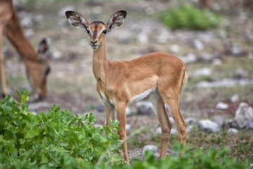Obraz premium young impala at etosha