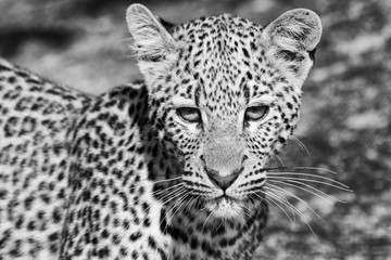 young leopard at kruger
