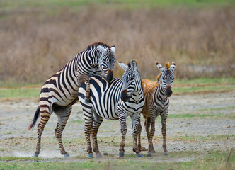 Fototapeta na wymiar Three zebras stand together. Kenya. Tanzania. National Park. Serengeti. Maasai Mara. An excellent illustration.