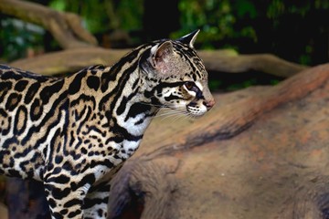 nice ocelot or tigrillo or leaopardus pardalis or manigordo