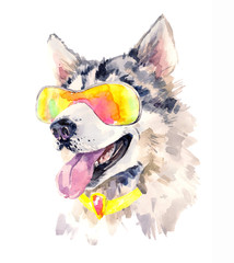 Watercolor siberian husky dog in cool sun glasses